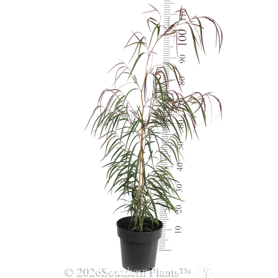 Agonis Burgundy - Reference photo
