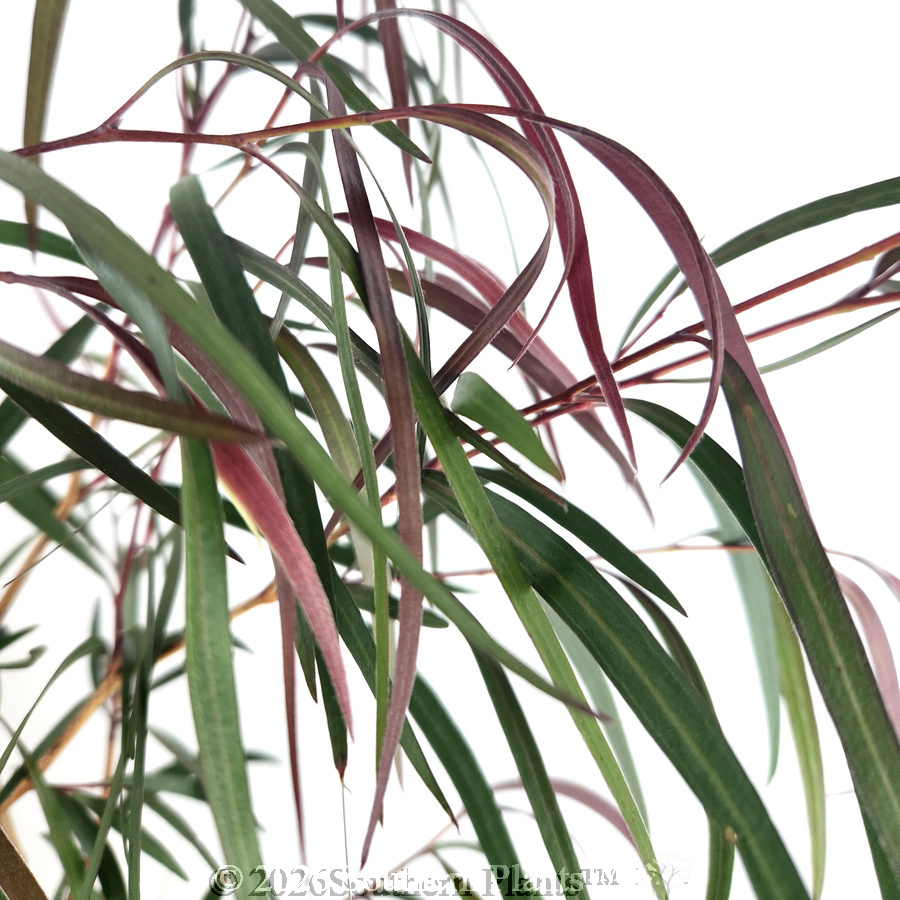 Agonis Burgundy