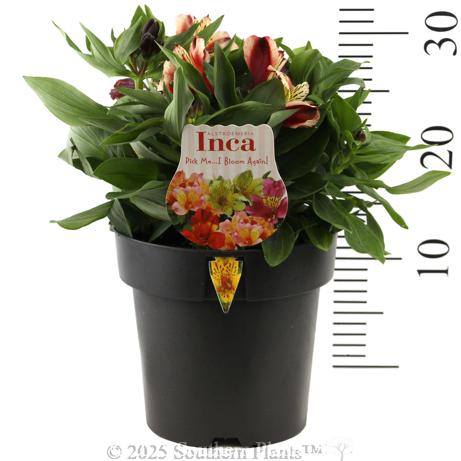 Alstroemeria Inca Assorted - Product photo
