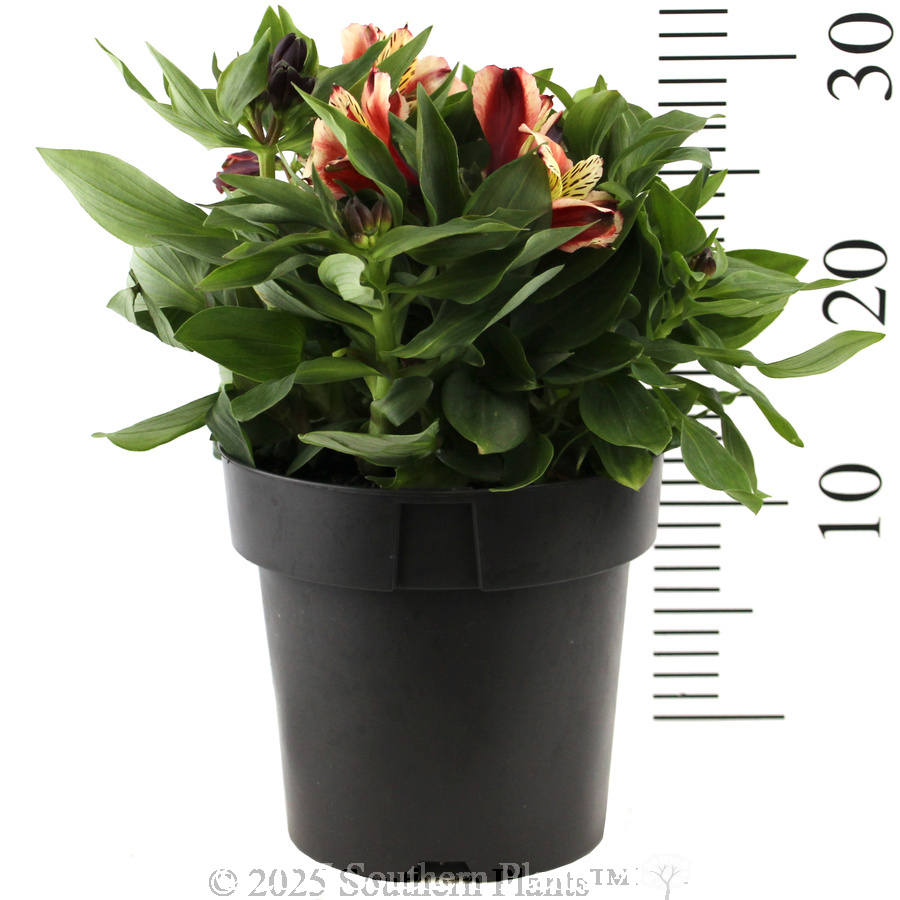 Alstroemeria Inca Assorted - Reference photo