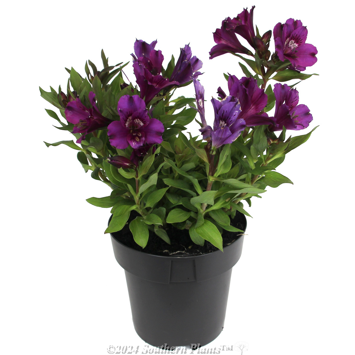 Alstroemeria  Inticancha - Alternate photo
