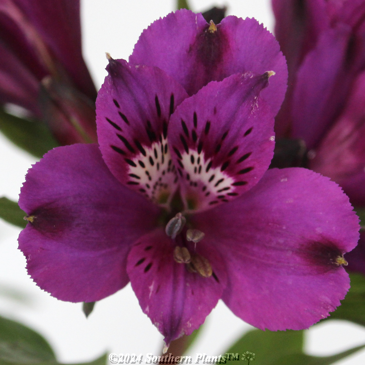 Alstroemeria  Inticancha