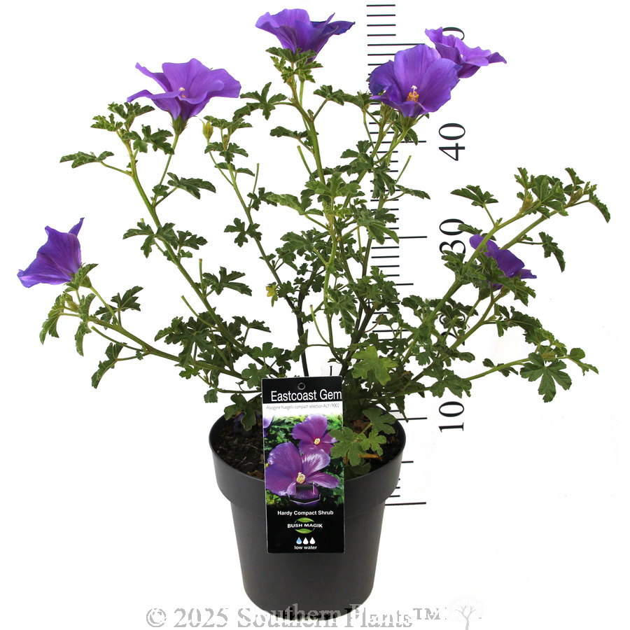 Native Hibiscus - Product photo