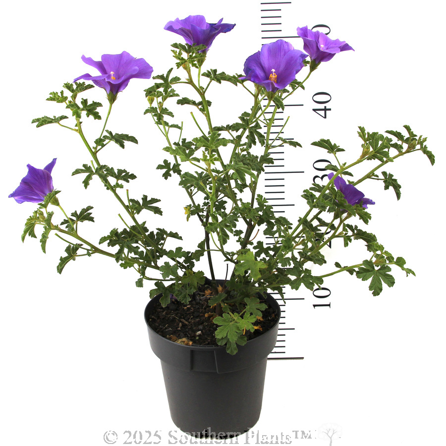 Native Hibiscus - Reference photo