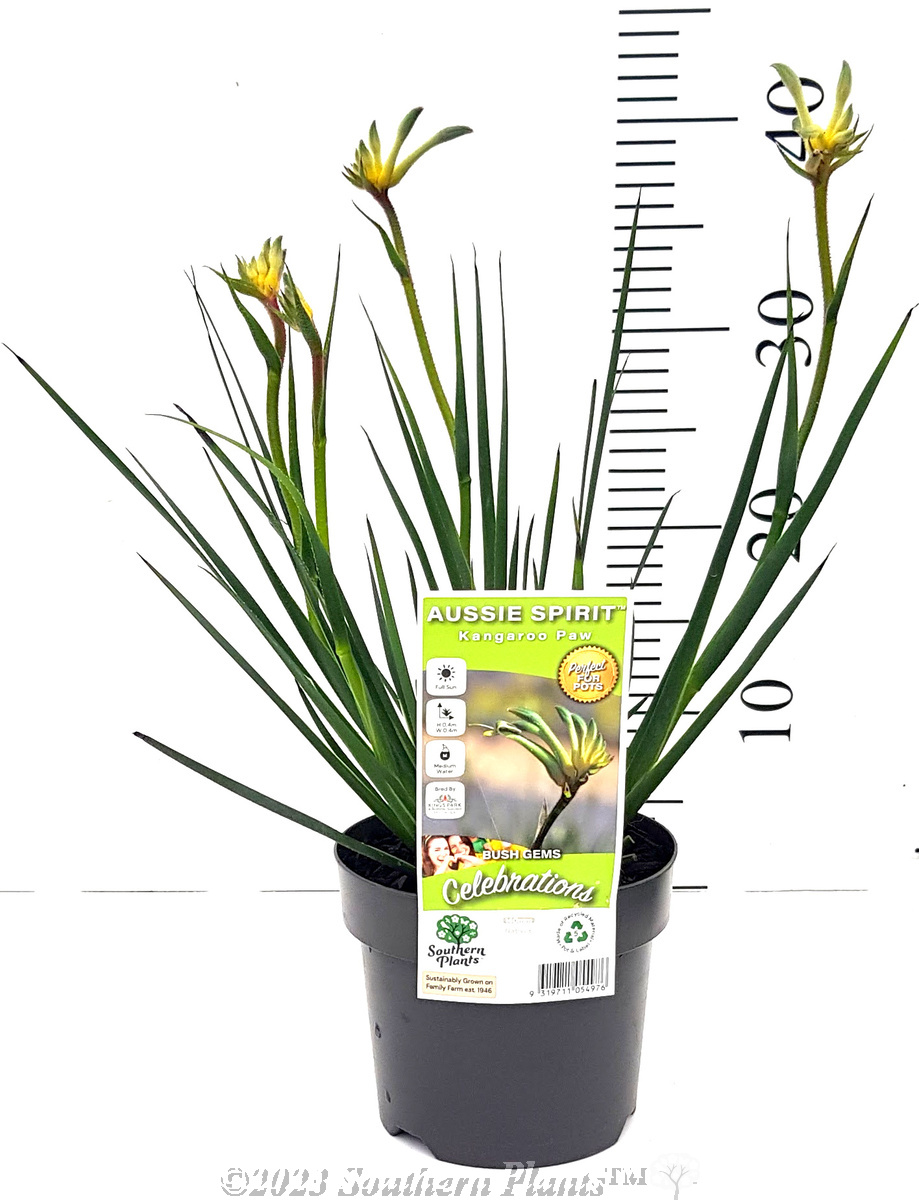 Celebrations® Aussie Spirit Kangaroo Paw - Alt