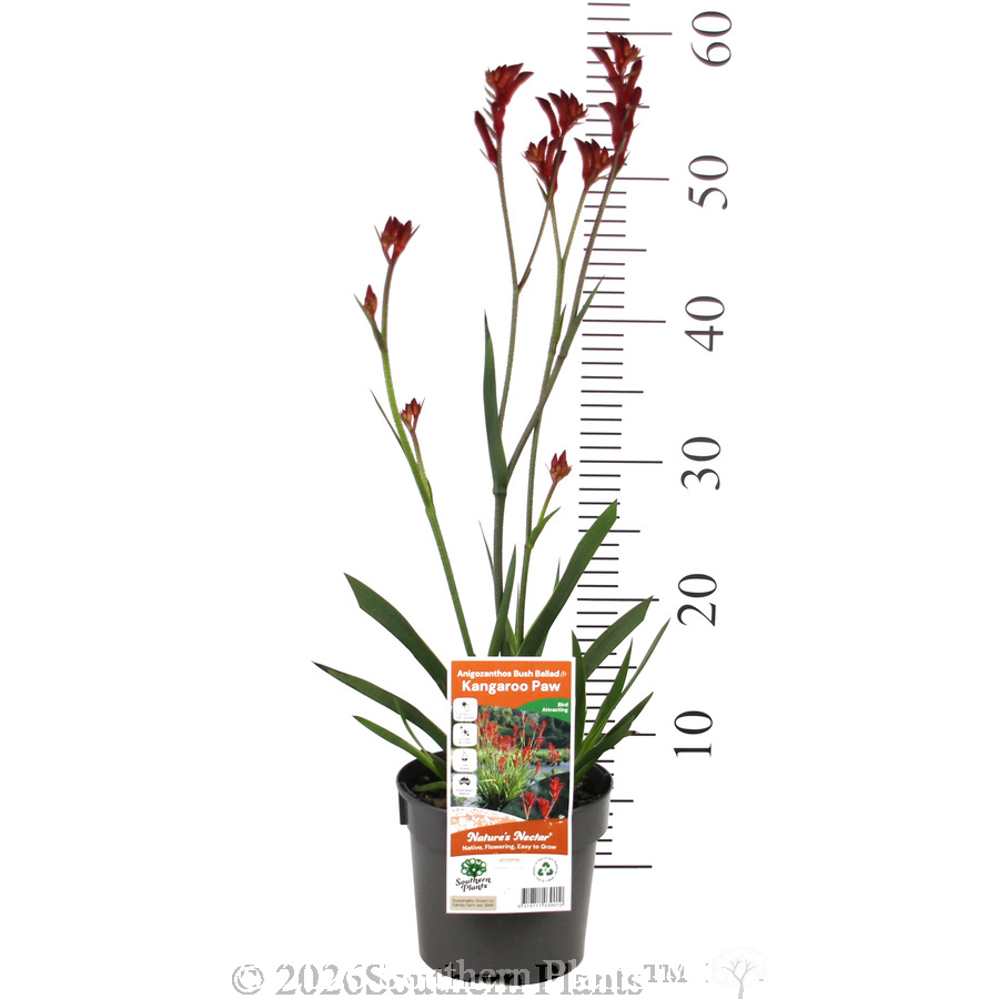 Bush Ballad Kangaroo Paw - Pack