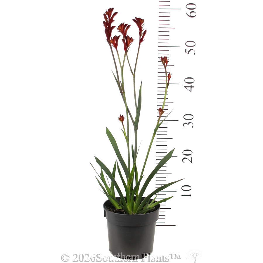 Bush Ballad Kangaroo Paw - Ruler