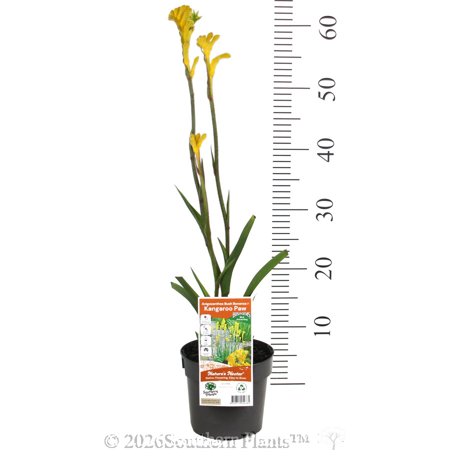 Bush Bonanza Kangaroo Paw - Pack