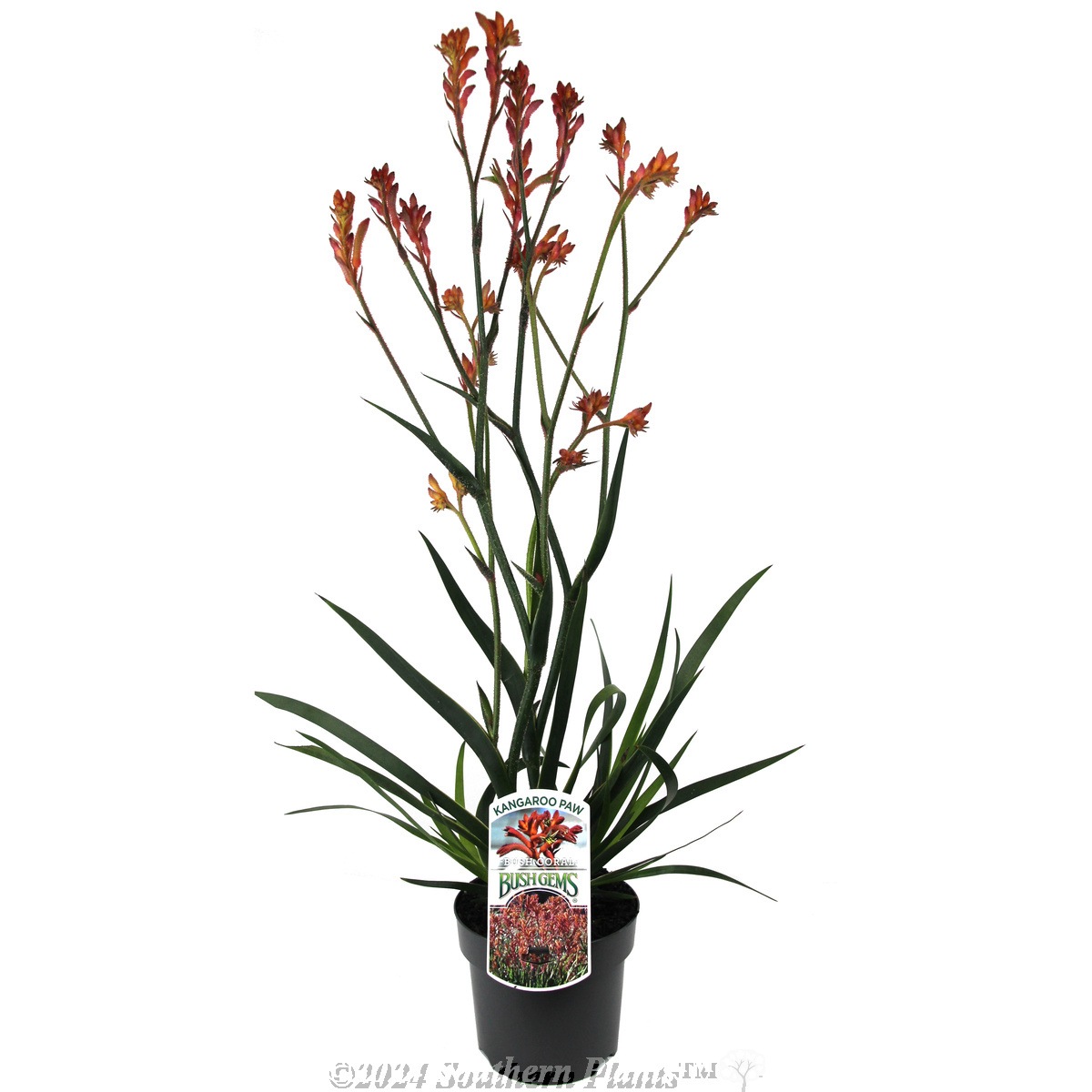 Bush Coral Kangaroo Paw