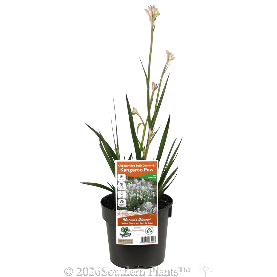 Bush Diamond™ Kangaroo Paw