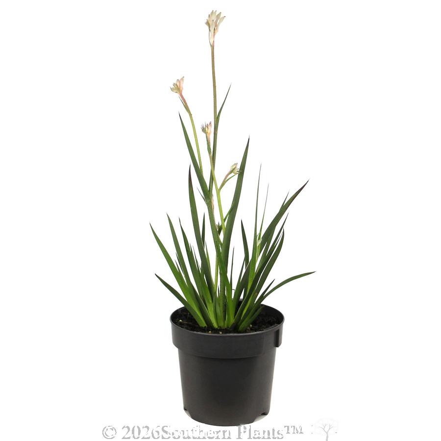 Bush Diamond™ Kangaroo Paw - Alternate photo