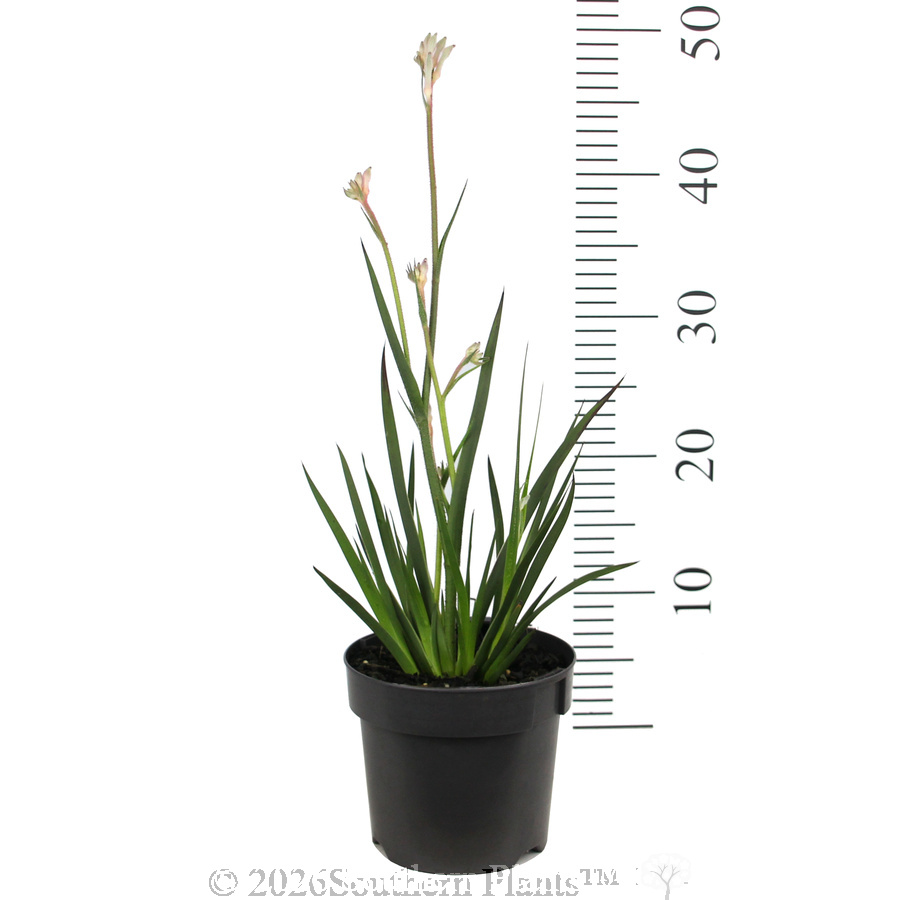 Bush Diamond™ Kangaroo Paw - Reference photo