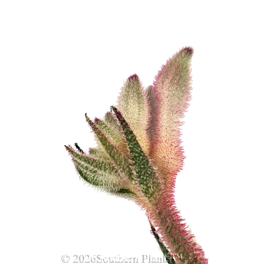 Bush Diamond™ Kangaroo Paw