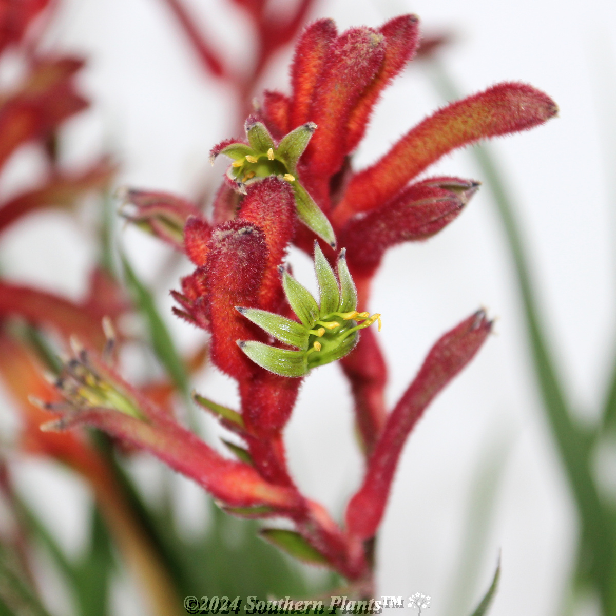 Bush Inferno Kangaroo Paw