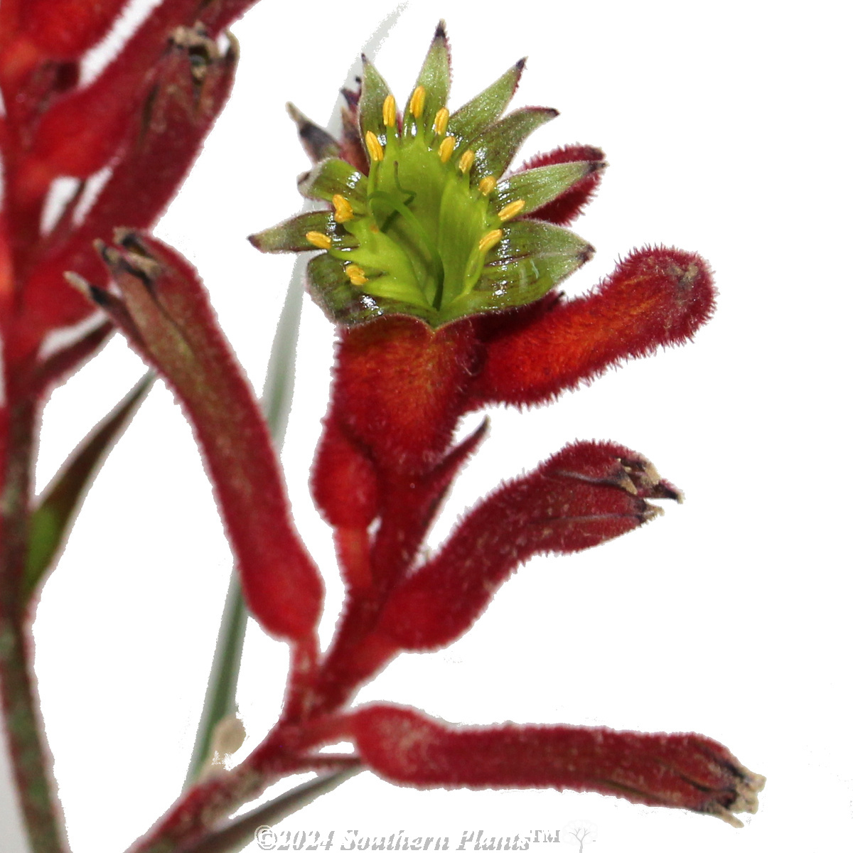 Bush Inferno Kangaroo Paw - Reference photo