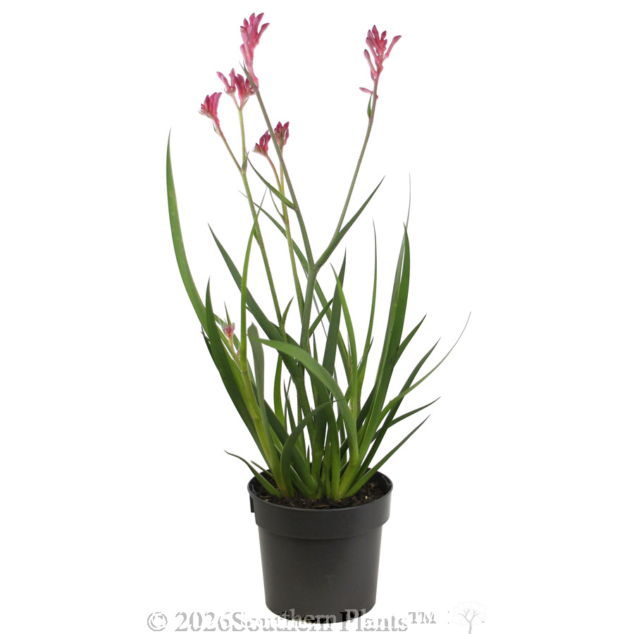 Bush Pearl Kangaroo Paw - Alternate photo