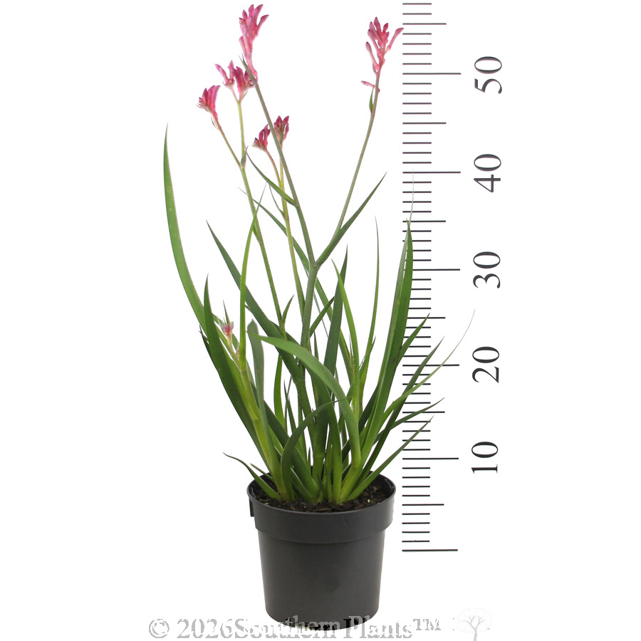 Bush Pearl Kangaroo Paw - Reference photo