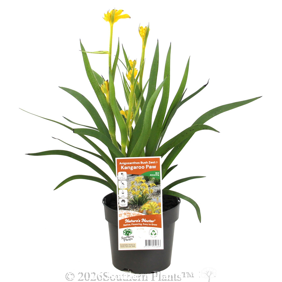 Bush Zest Kangaroo Paw - Plant photo