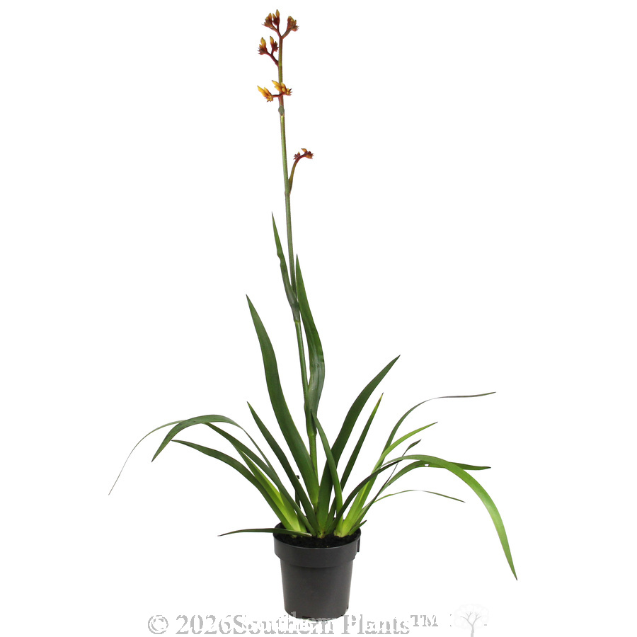 Anigozanthos Gold Velvet - Alternate photo