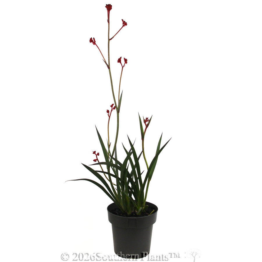 Anigozanthos Ruby Velvet™ - Alternate photo