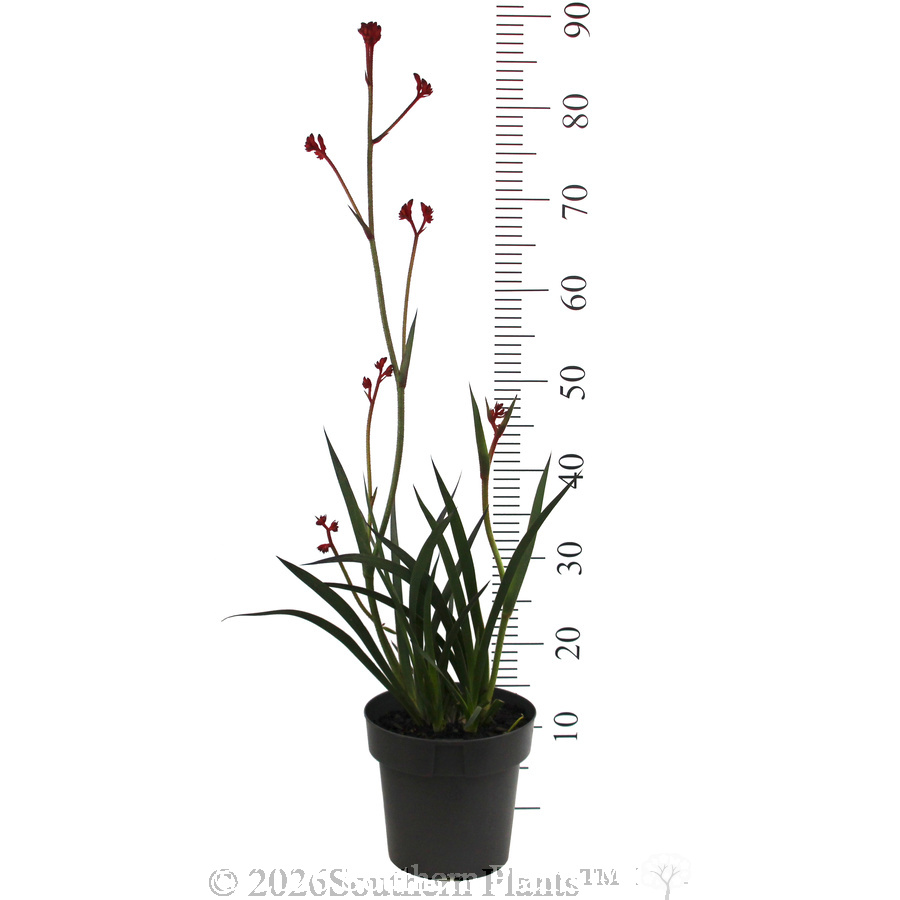 Anigozanthos Ruby Velvet™ - Reference photo