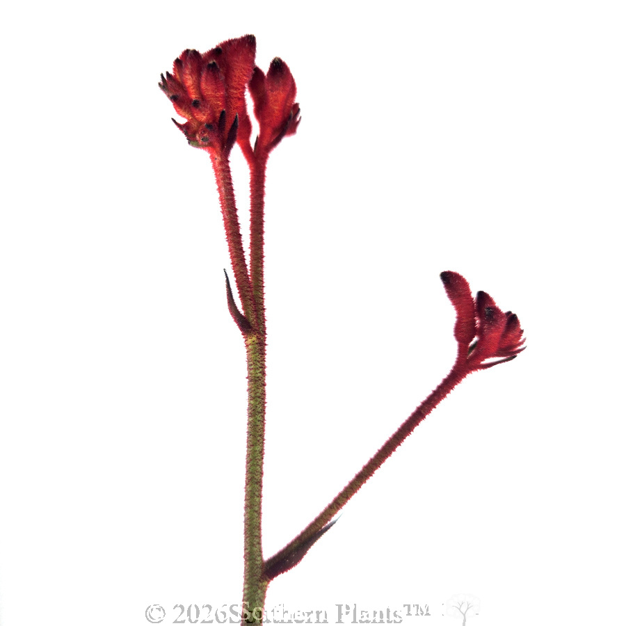Anigozanthos Ruby Velvet™