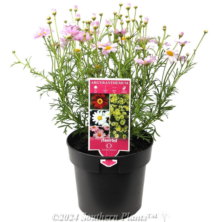 Comet Daisy - Reference photo