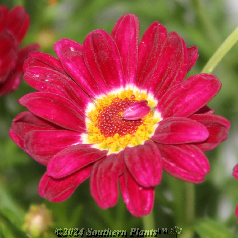 Comet Daisy