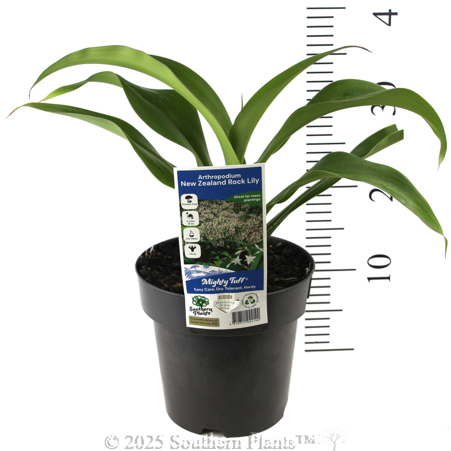 New Zealand Rock Lily - Product photo