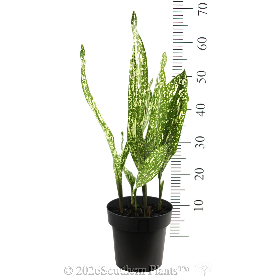 Galaxia Cast Iron Plant - Reference photo