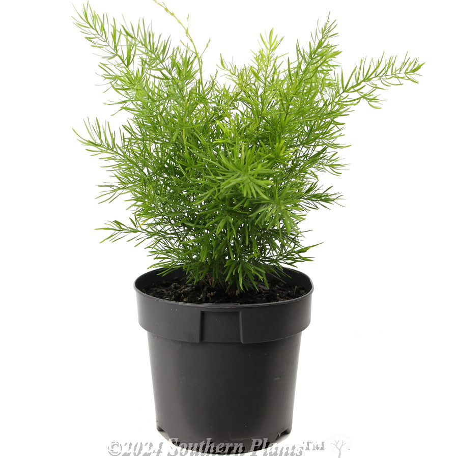 Foxtail Fern - Alternate photo
