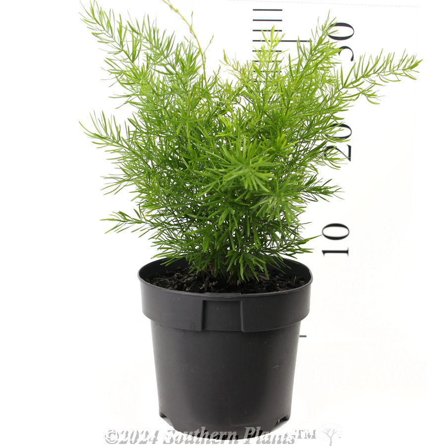 Foxtail Fern - Reference photo