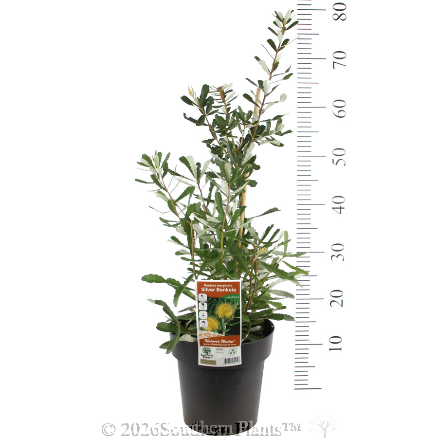 Silver Banksia - Product photo
