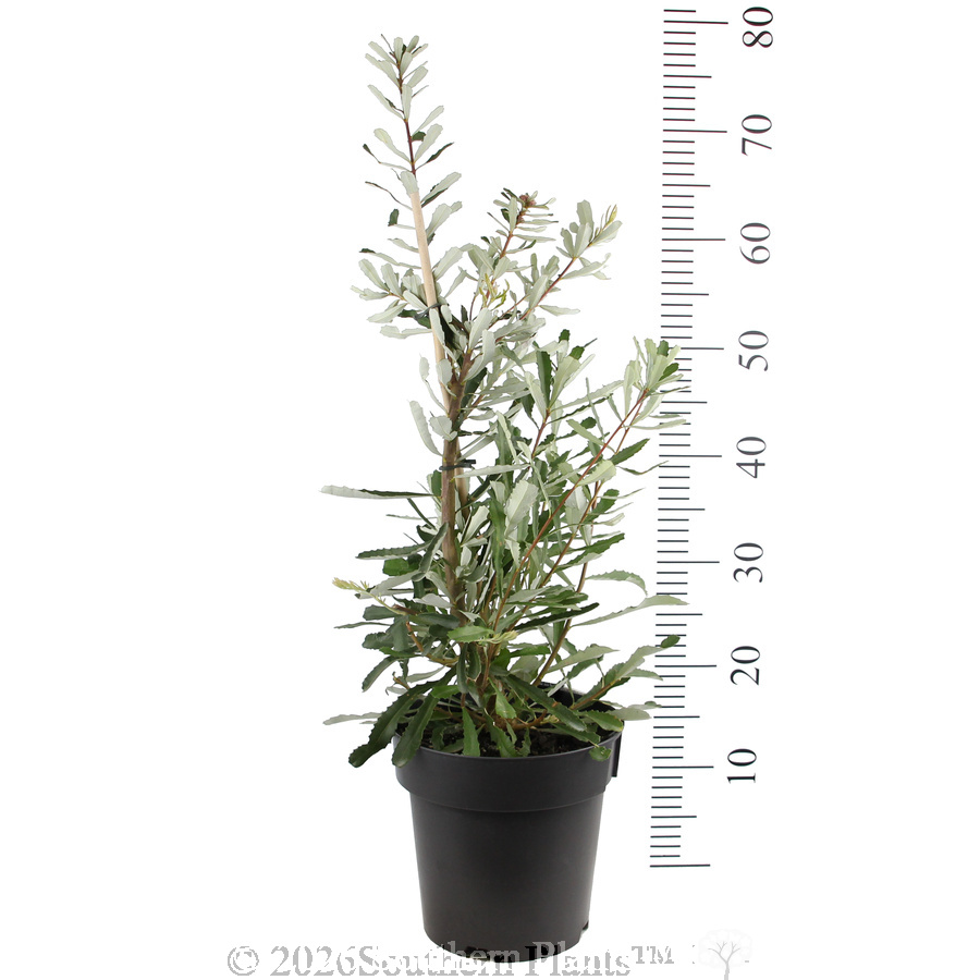 Silver Banksia - Reference photo