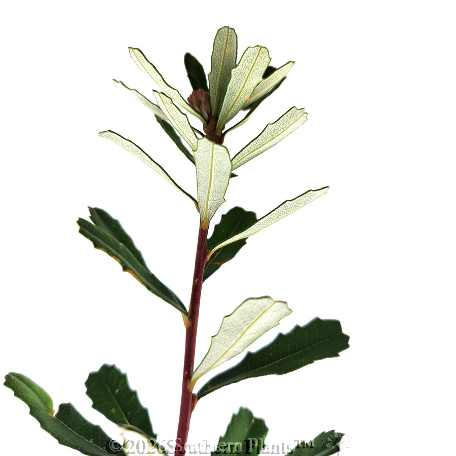 Silver Banksia