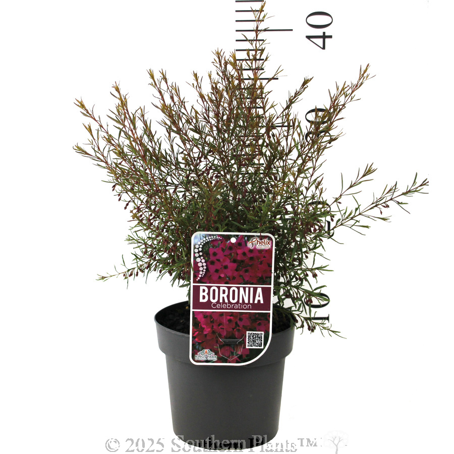 Boronia Celebration