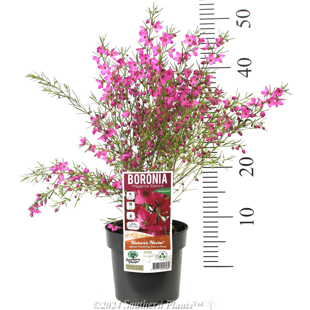 Boronia Magenta Stars