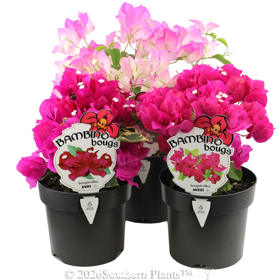 Bougainvillea - Plant photo
