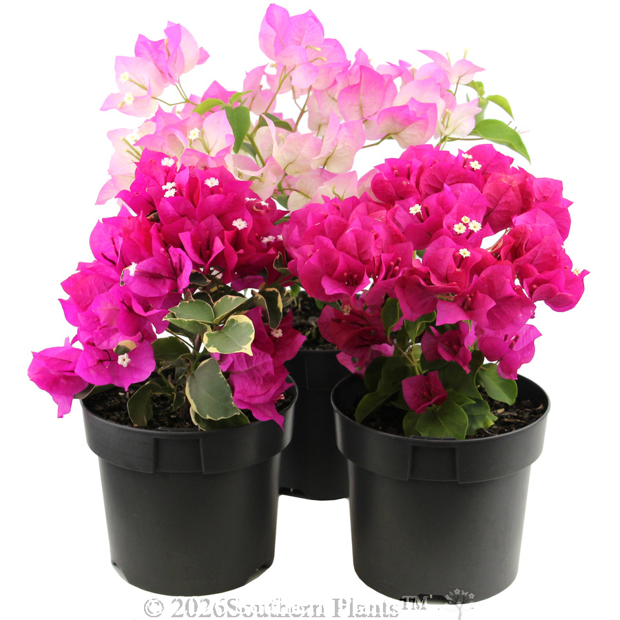 Bougainvillea - Alternate photo