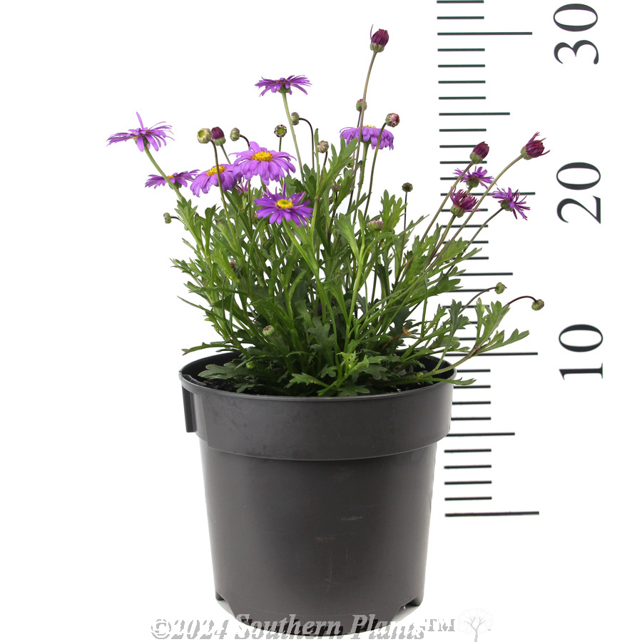 Cut-Leaf Daisy - Reference photo