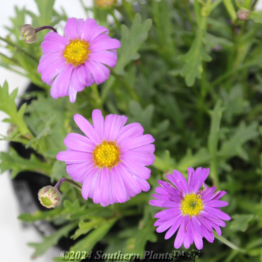 Cut-Leaf Daisy