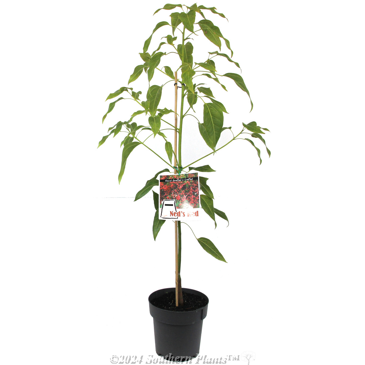 Brachychiton Ned's Red - Plant photo