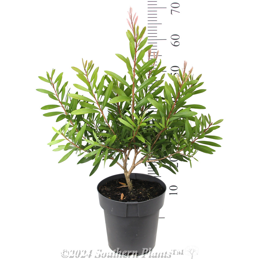 Bottlebrush Candy Burst™ - Reference photo