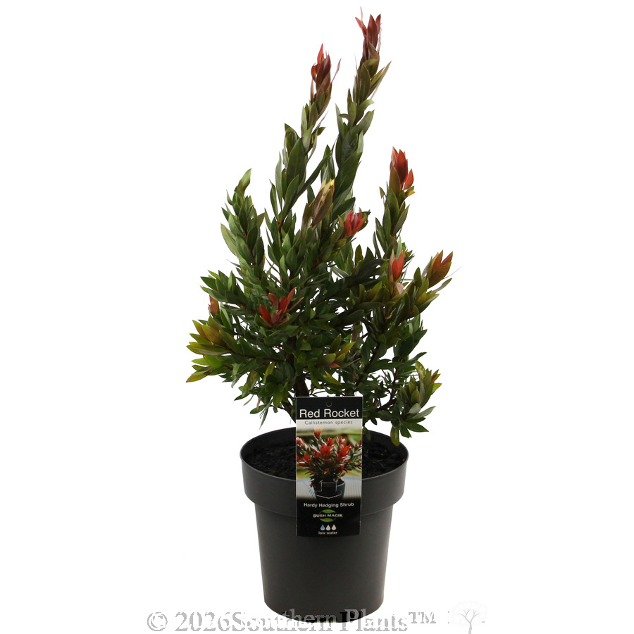 Callistermon Red Rocket - Plant photo