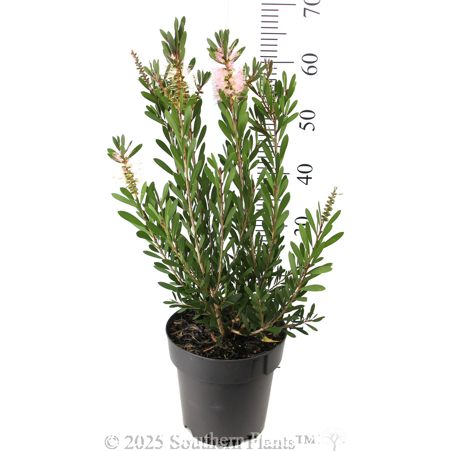Bottlebrush Sweet Burst™ - Reference photo