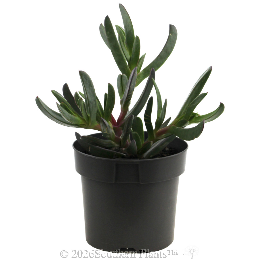 Carpobrotus Aussie Rambler - Alternate photo