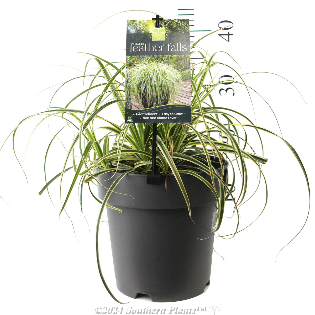 Carex Feather Falls - Product photo