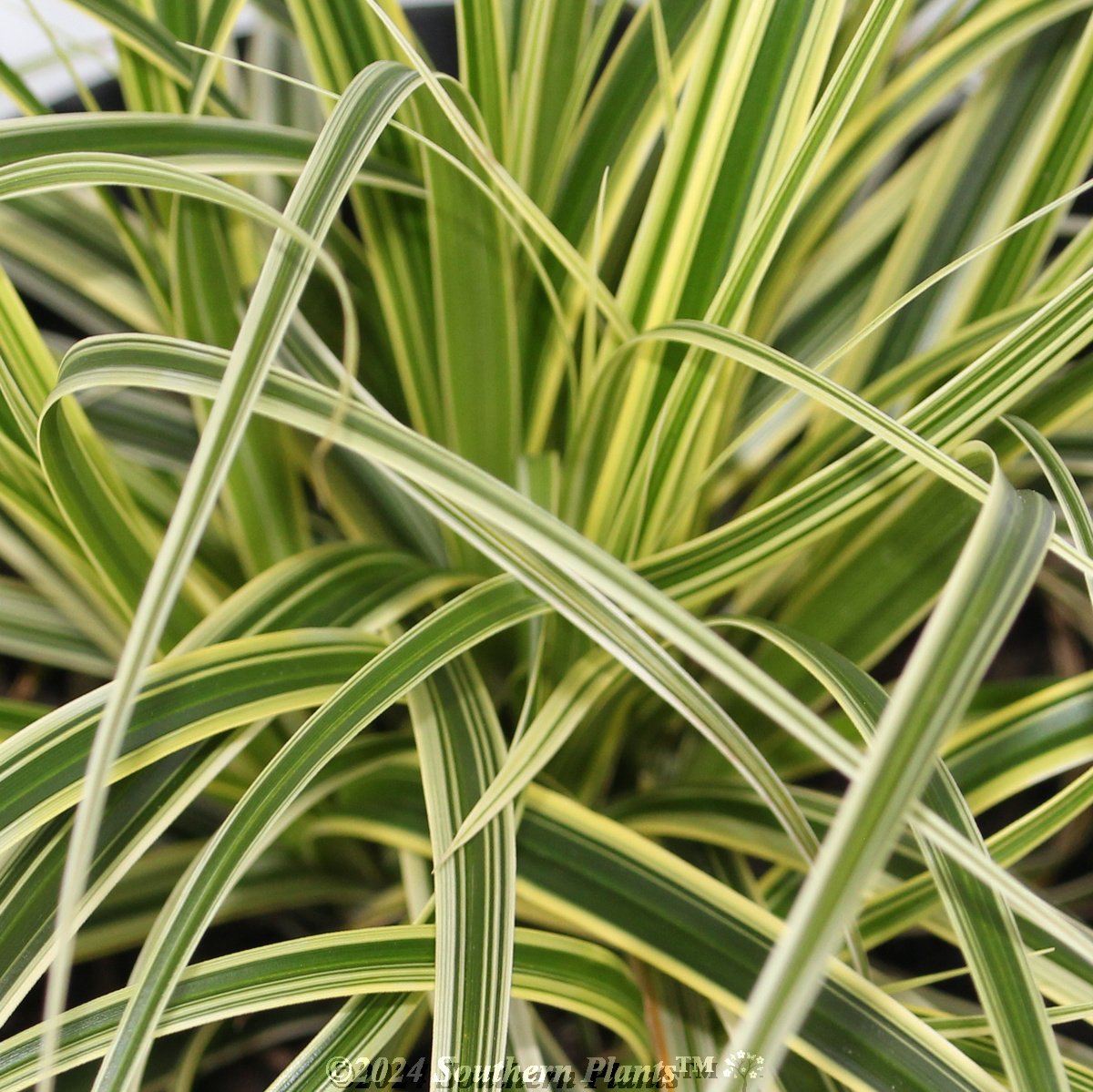 Carex Feather Falls