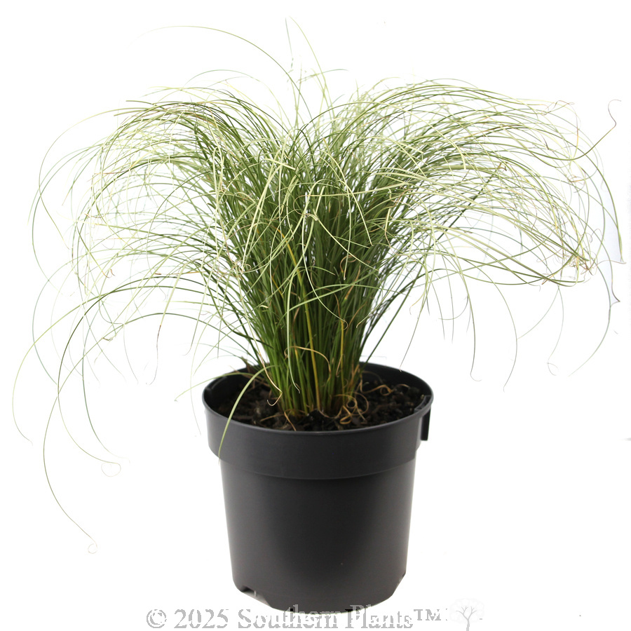 Carex Frosted Curls - Alternate photo