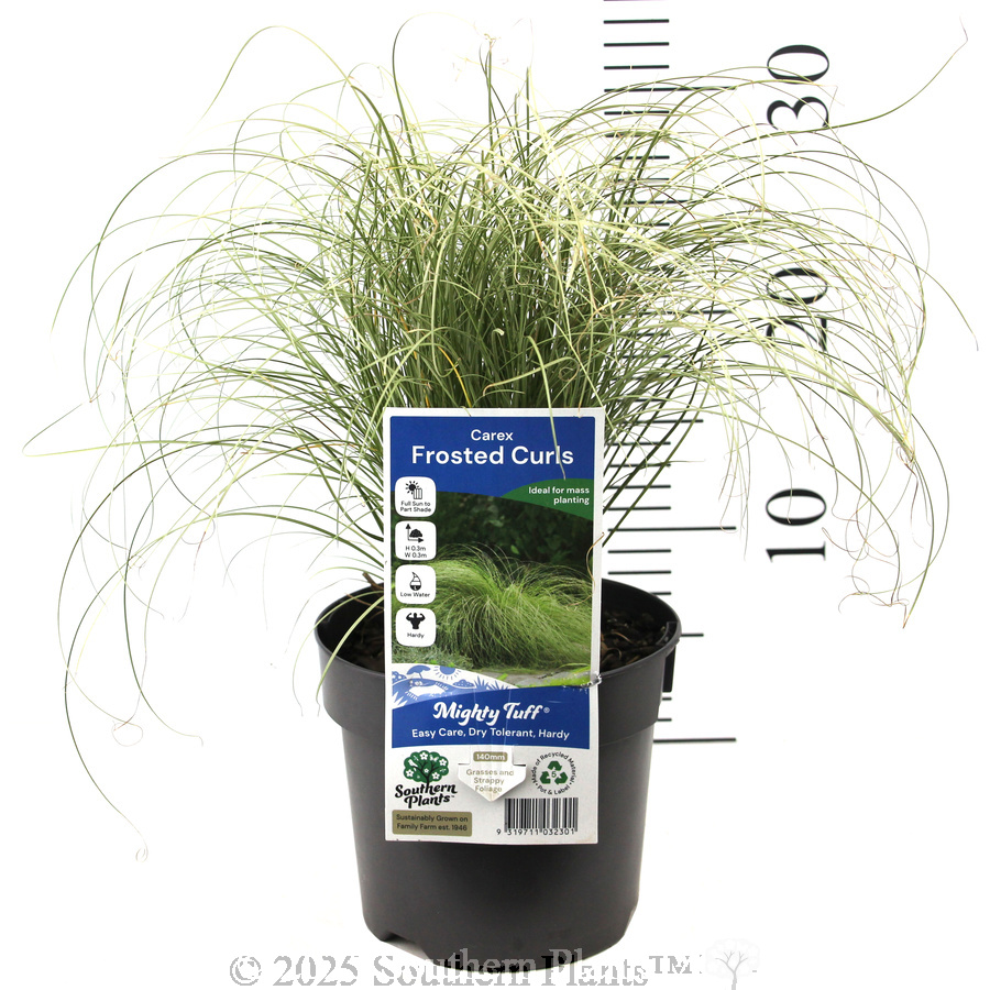 Carex Frosted Curls - Product photo